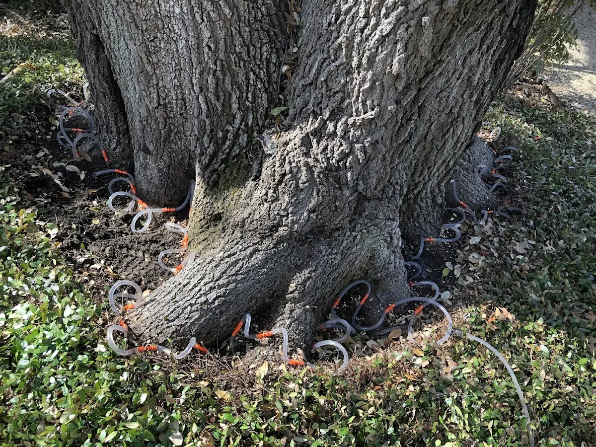 Detailed Tree Cabling and Bracing job site in Benoit