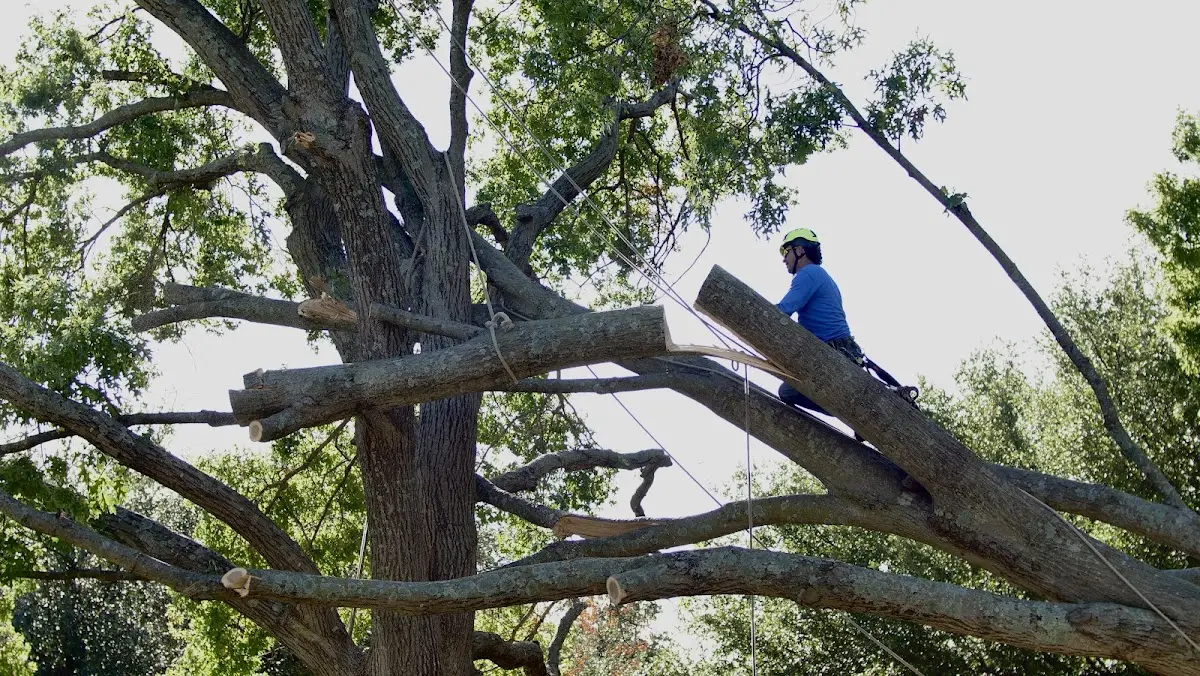 Professional Crown Thinning performed by certified arborists in Benoit