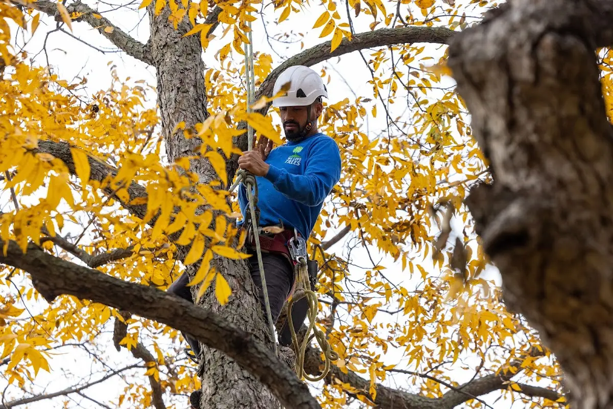 Skilled Tree Trimming crew working in Benoit